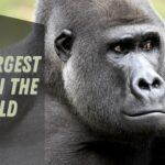 Find out Your Next Travel Destination - Largest Zoos in the World