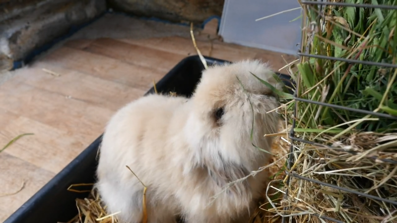 A Guide To_ Angora Rabbit