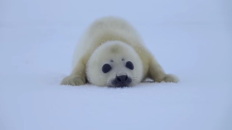 A baby Harp Seal