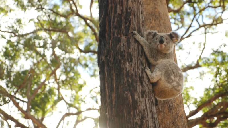 Koala