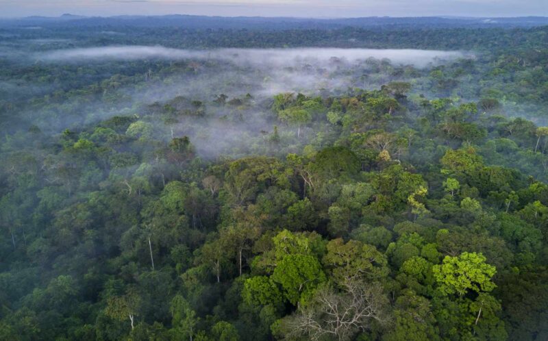 Largest Forests in the World