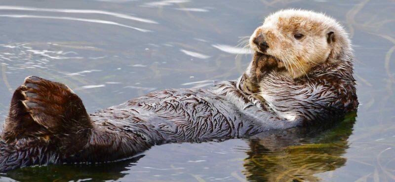 Sea otter