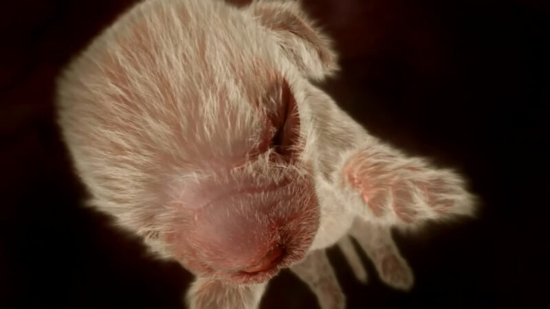 A look at animals in the womb's development