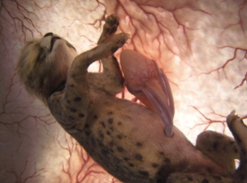 Development of the cheetah in womb