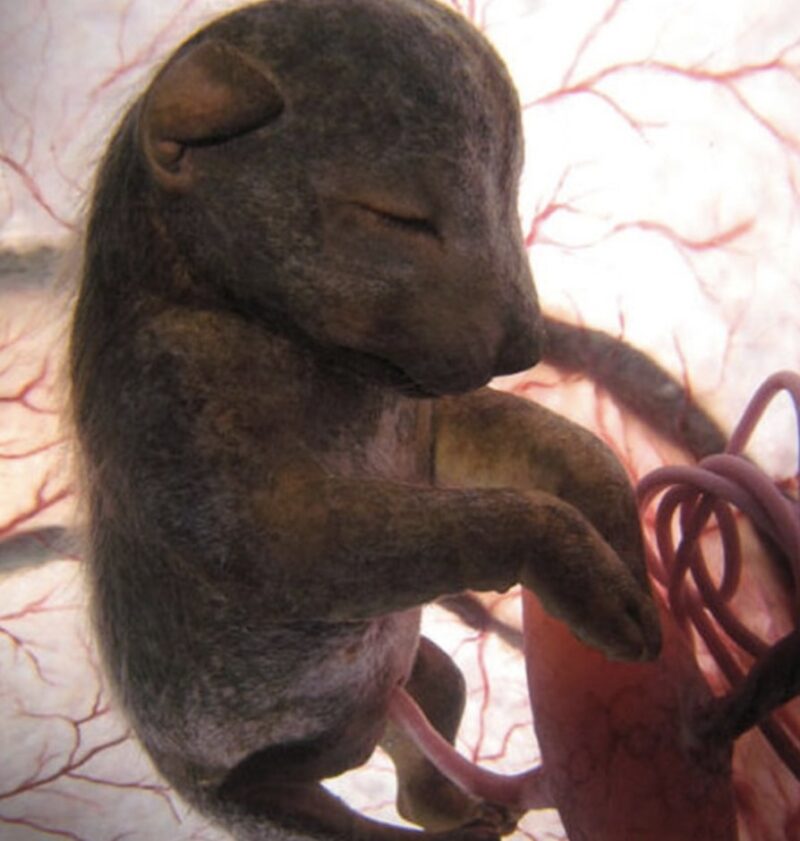 Development of the chihuahua in womb