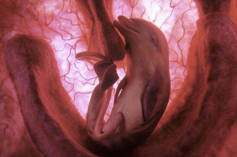 Development of the dolphin in womb