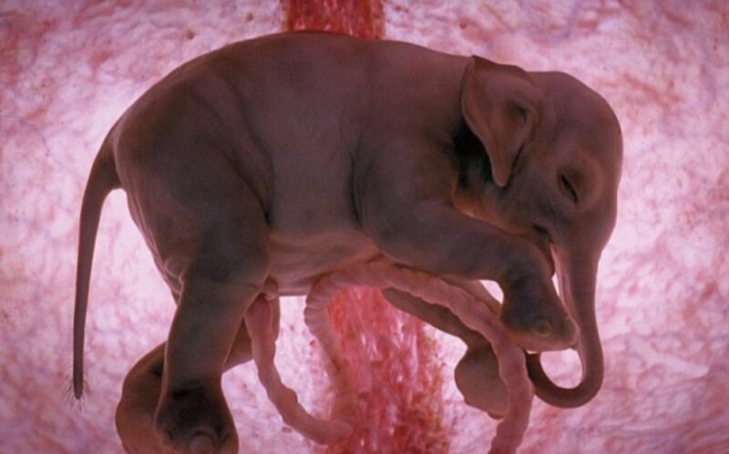 Development of the elephant in womb