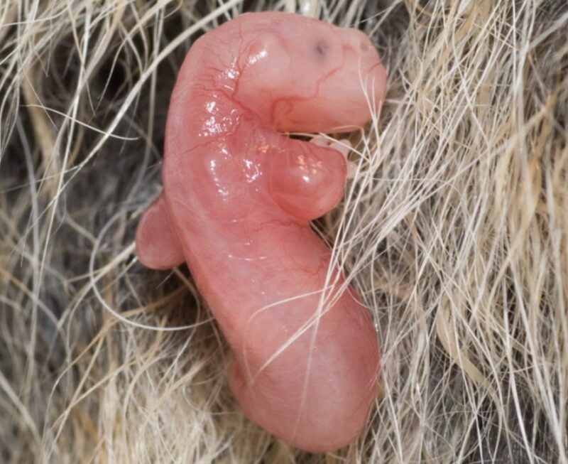 Development of the opossum in womb